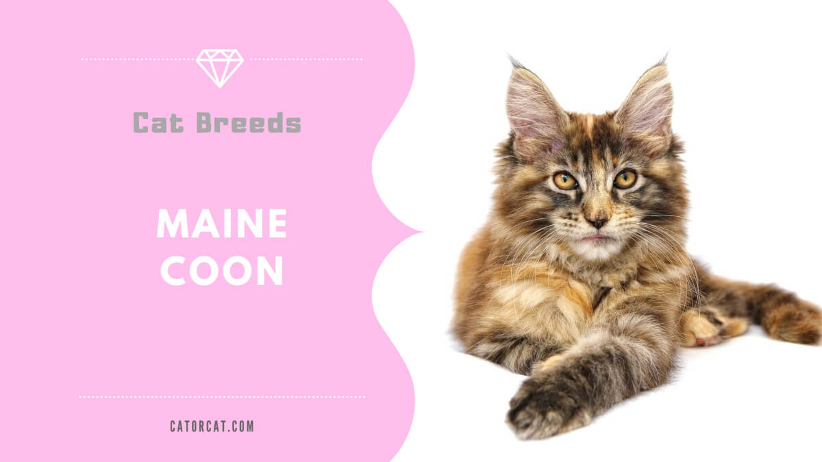 maine coon cat