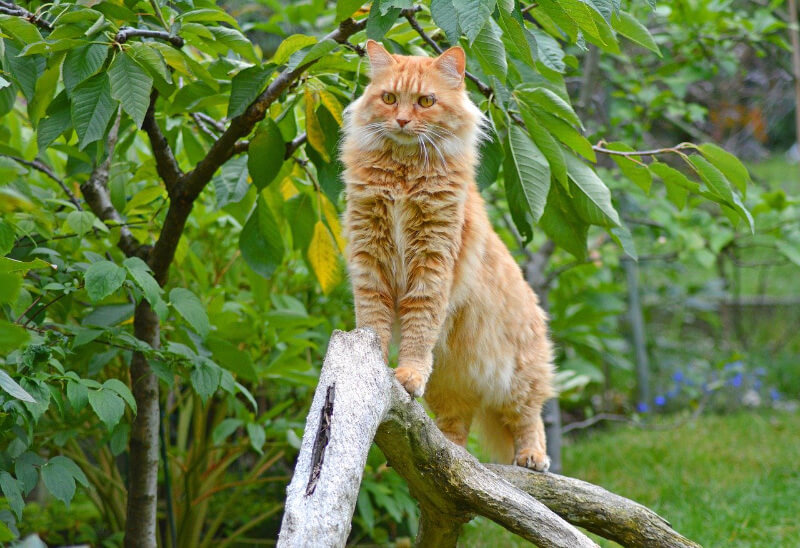 maine coon kittens