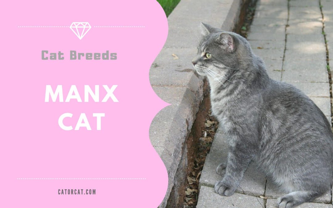 Manx Cat