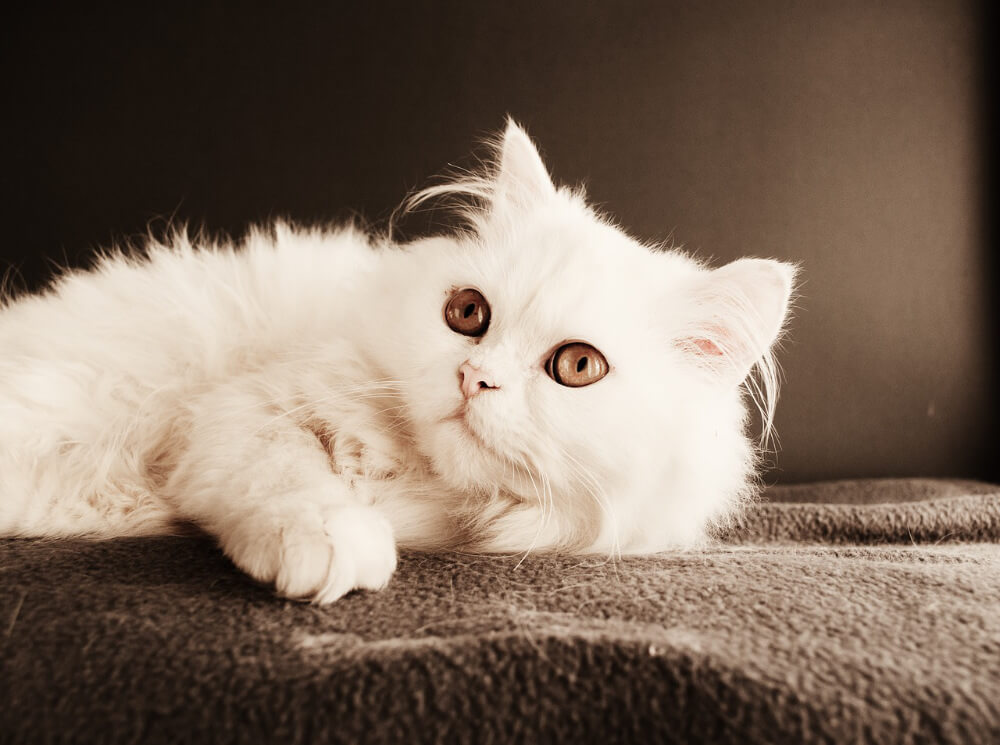 persian cat white