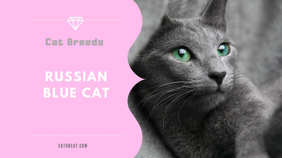 russian blue cat