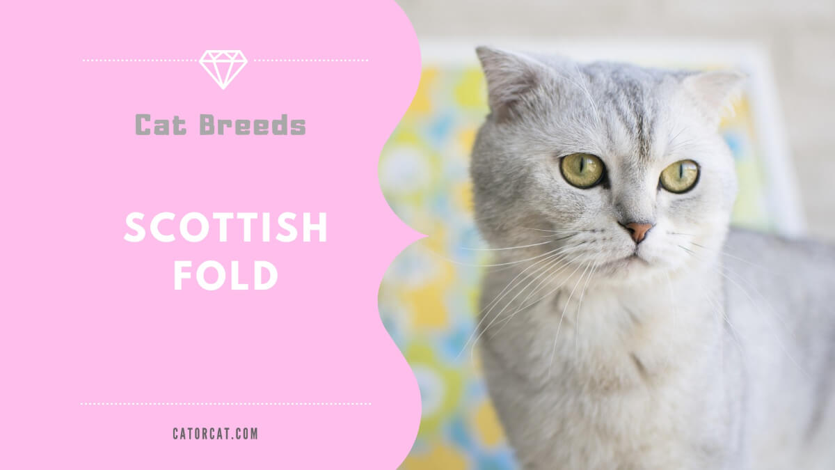 Scottish Fold Cat Breed Facts Origin History And Personality Traits