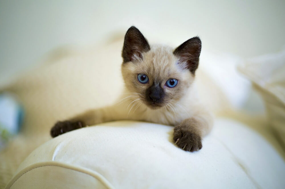 siamese cat personality