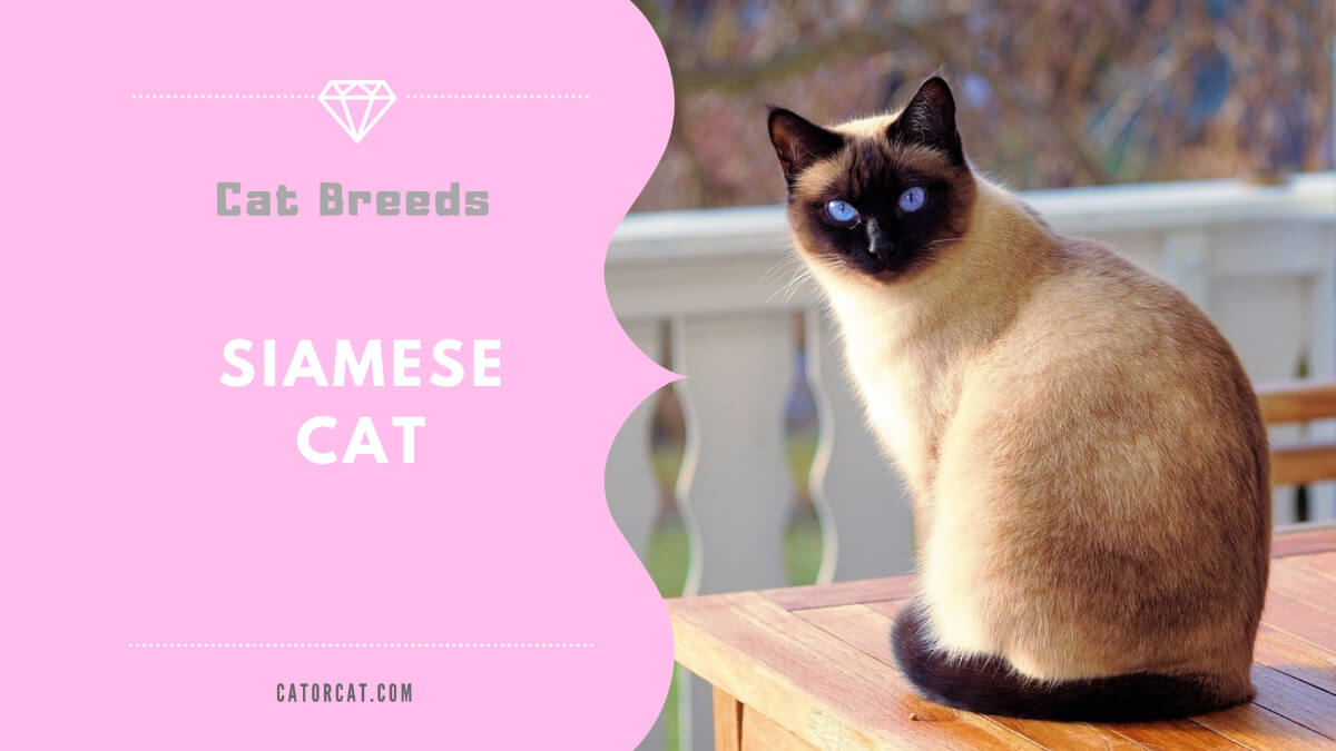 Ciamese Cat Breed Facts Origin History And Personality Traits