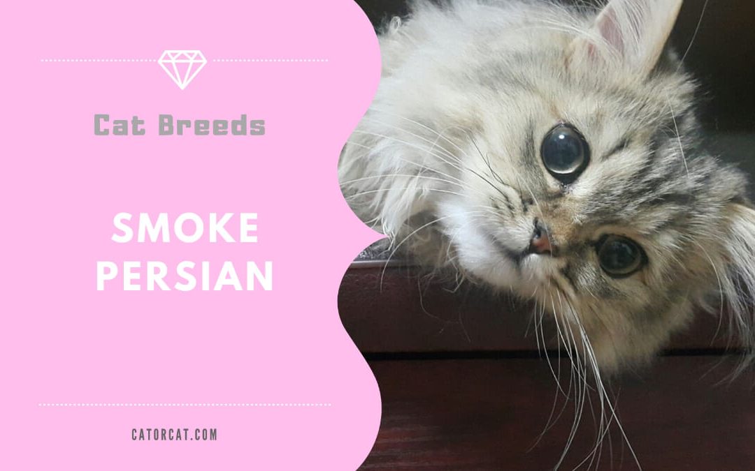 Smoke Persian