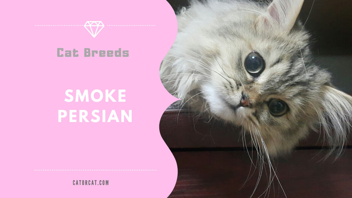 Smoke Persian Cat
