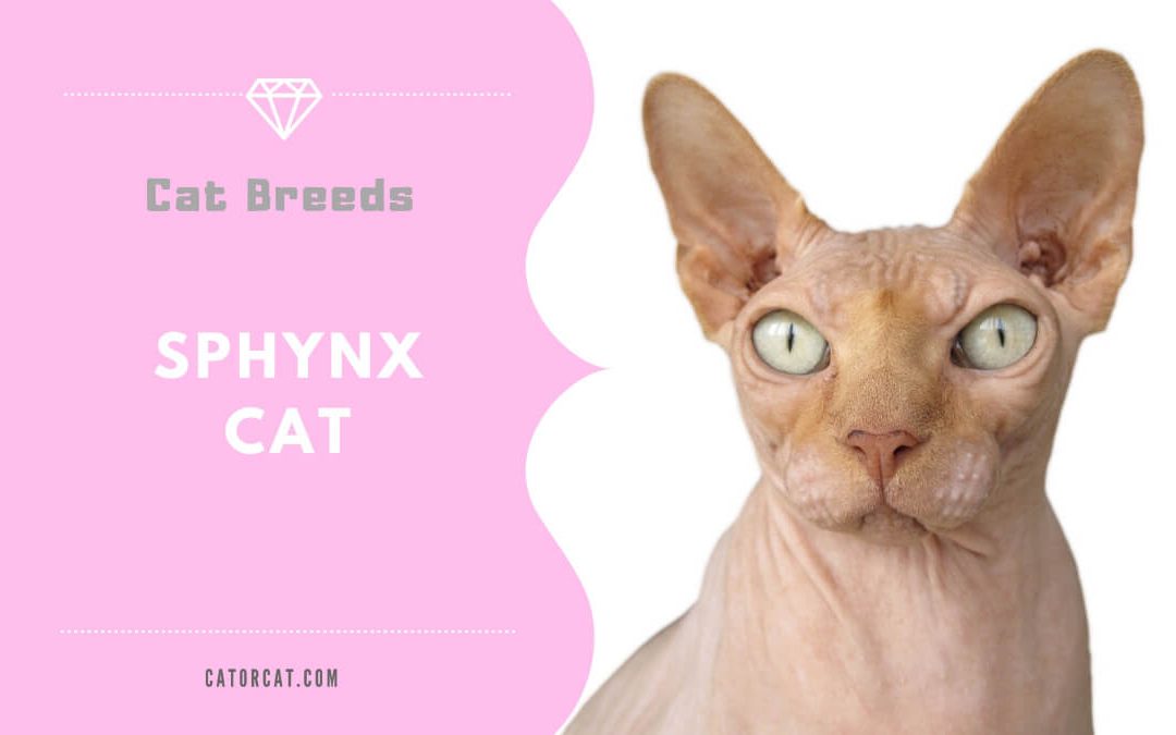 Sphynx Cat