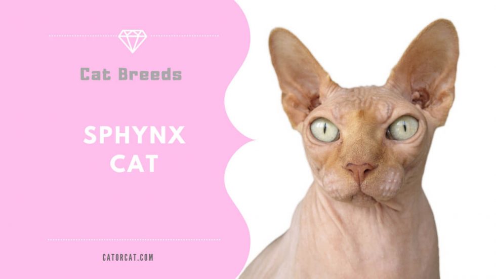 Sphynx Cat Breed Facts, Origin, History and Personality Traits