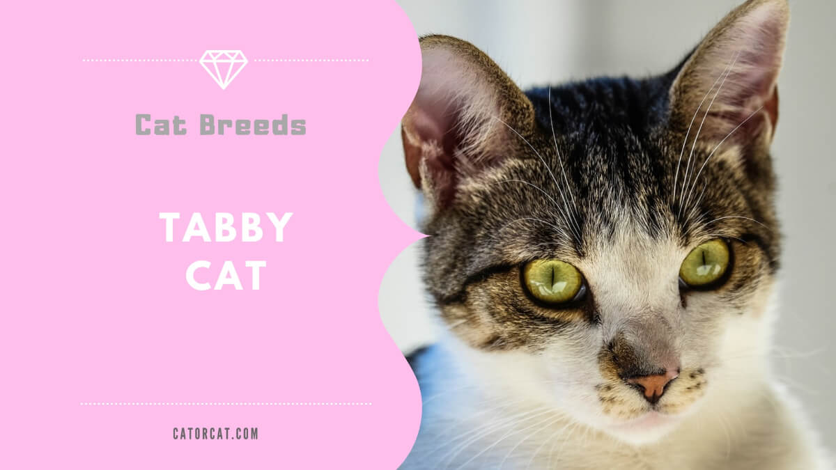 Tabby Cat Breed Facts Origin History And Personality Traits 8678