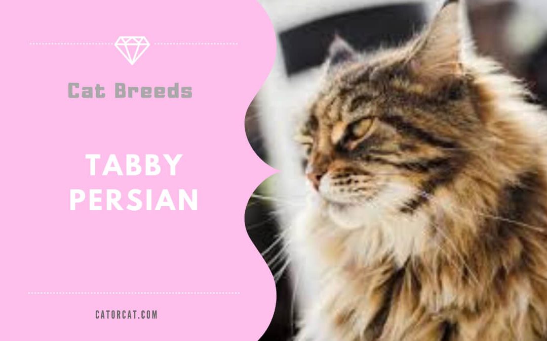 Tabby Persian Cat