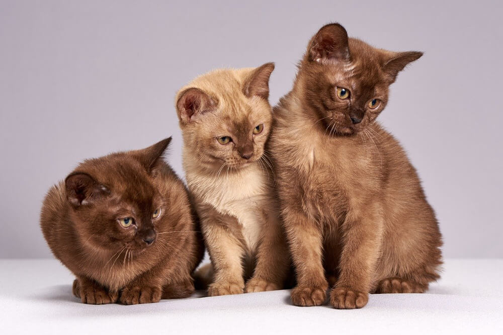 what does a burmese cat look like