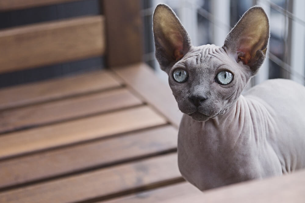 what is a sphynx cat