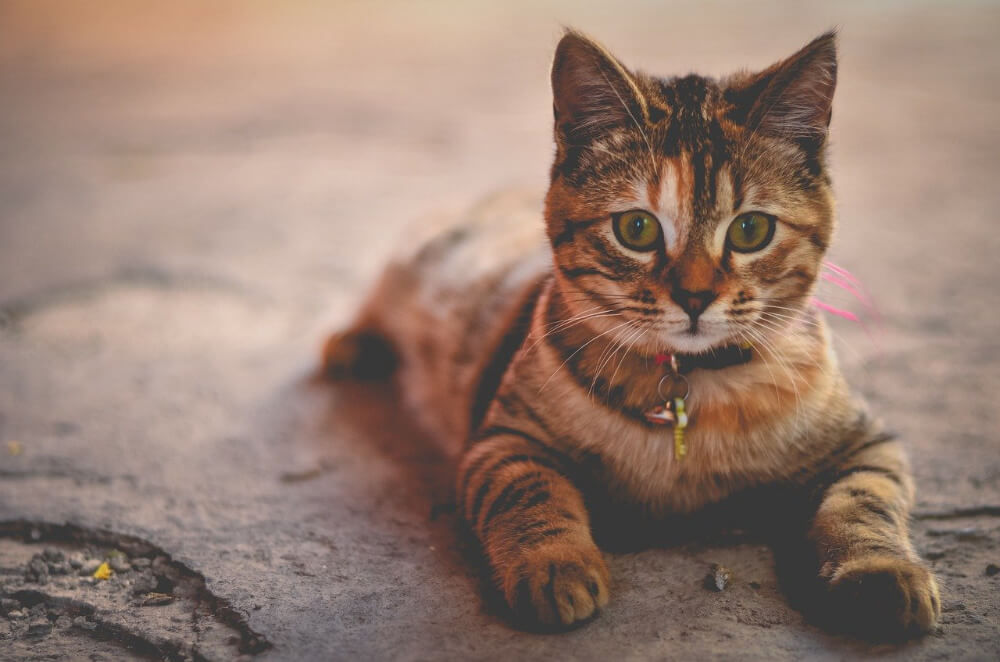 Tabby Cat Breed - Facts, Origin, History and Personality Traits