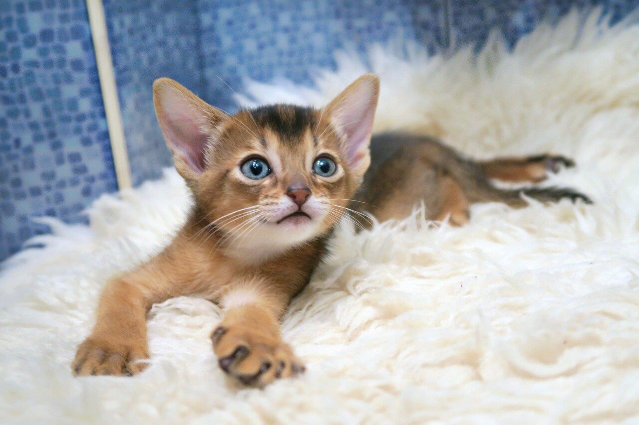 what is an abyssinian cat