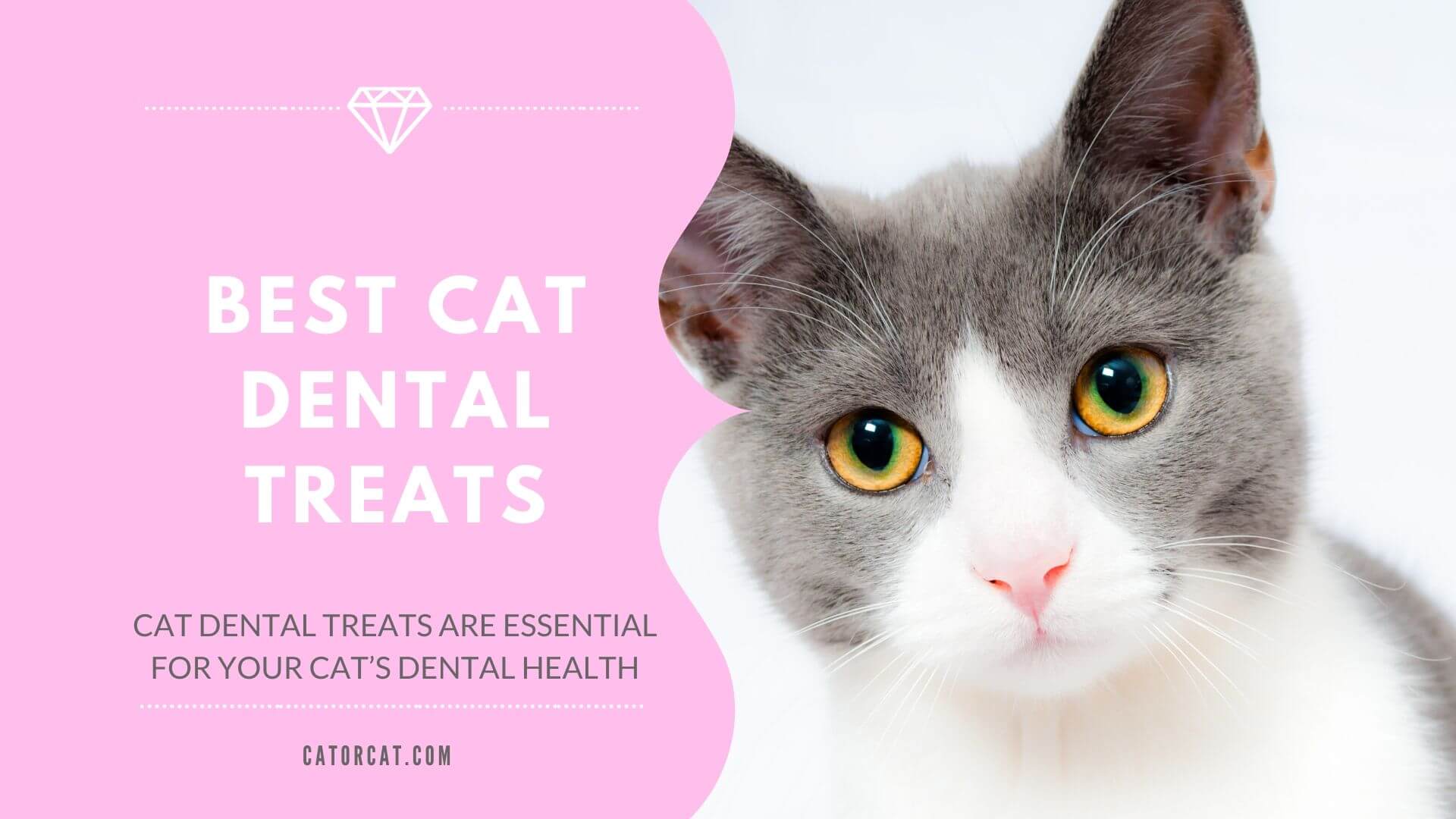 6 Best Dental Treats for Cats in 2024 Benefits & Why Buy Them