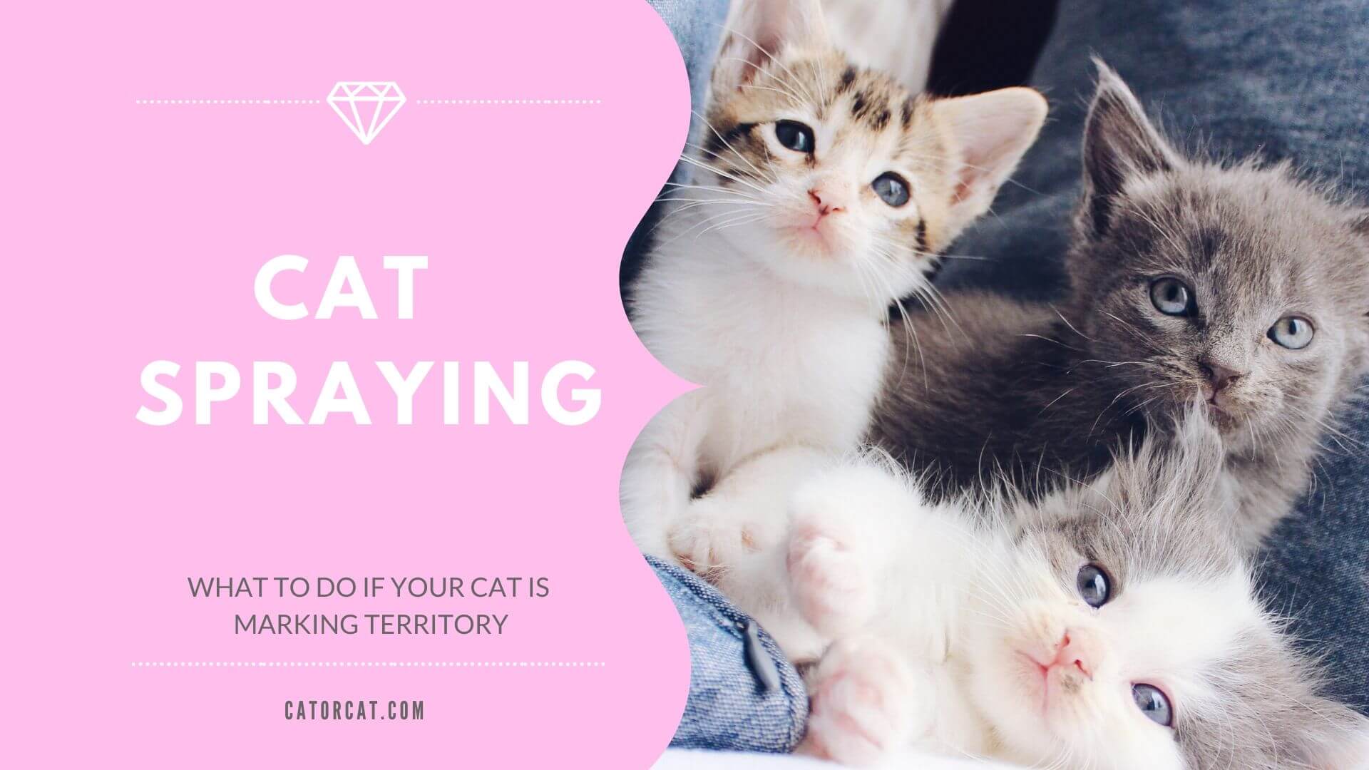 Cat Spraying: What to do if your cat is marking territory? | How to ...