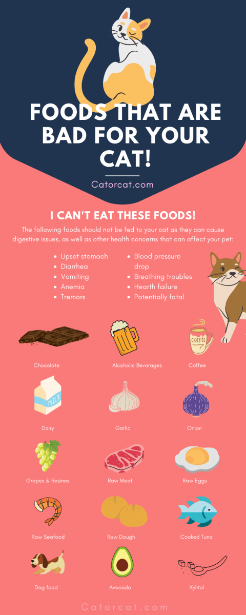 10 Dangerous Human Foods You Should Avoid Giving Your Cat [ Toxic ]