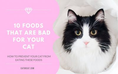 10 Foods That Are Bad For Your Cat