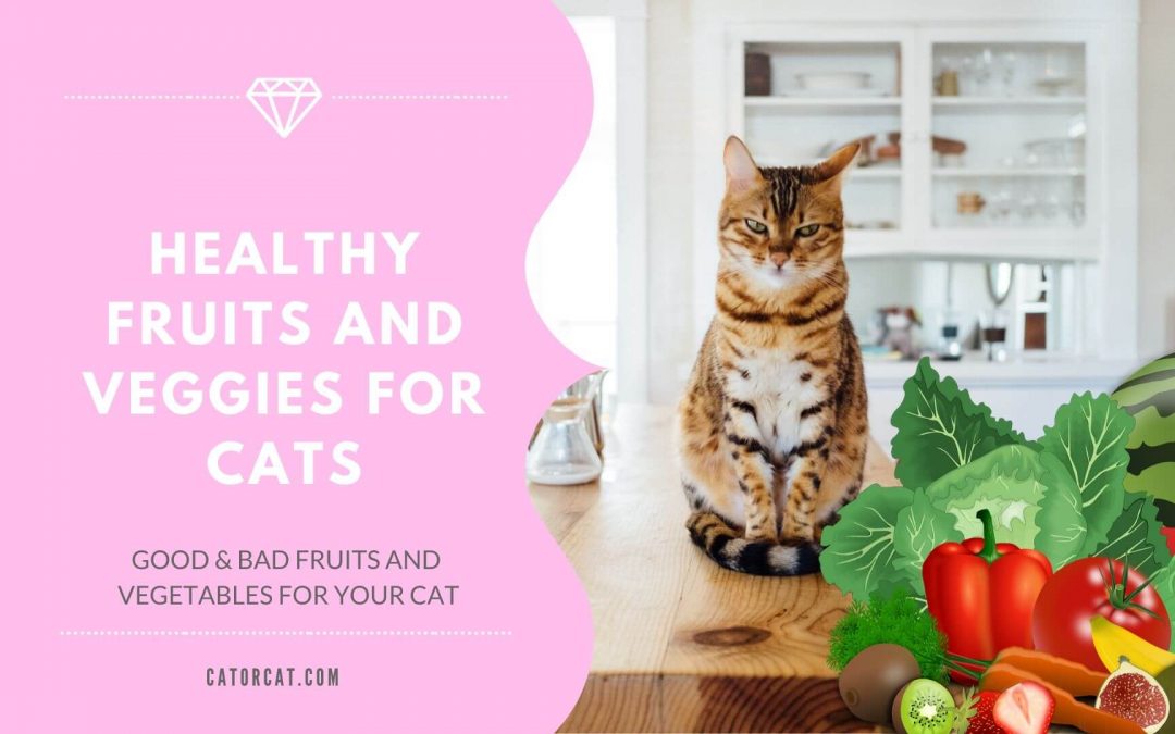 Can Cats Eat Fruit and Vegetables?