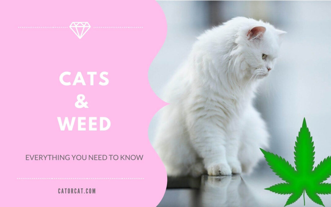 Everything You Need to Know About Cats and Weed