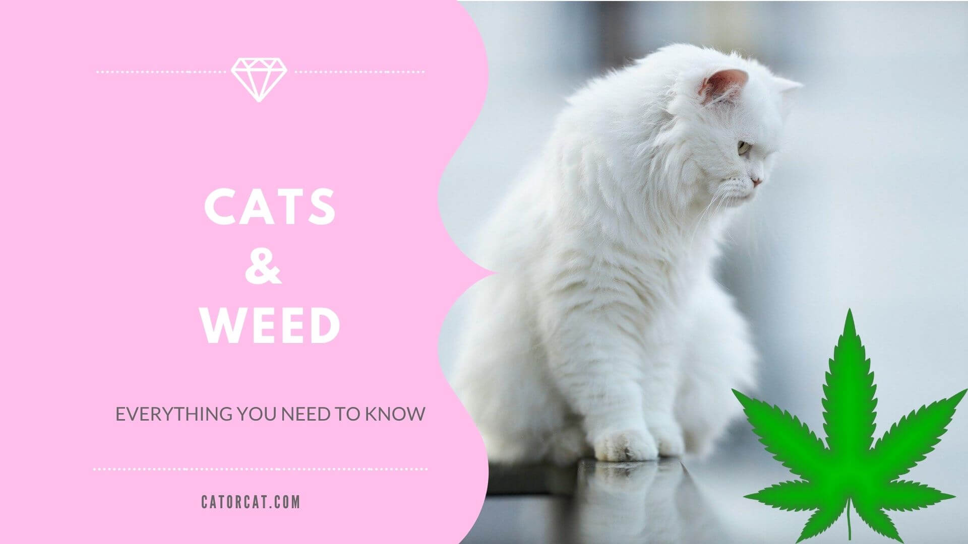 Is Marijuana Toxic to Cats? The Dos and Don'ts GUIDE