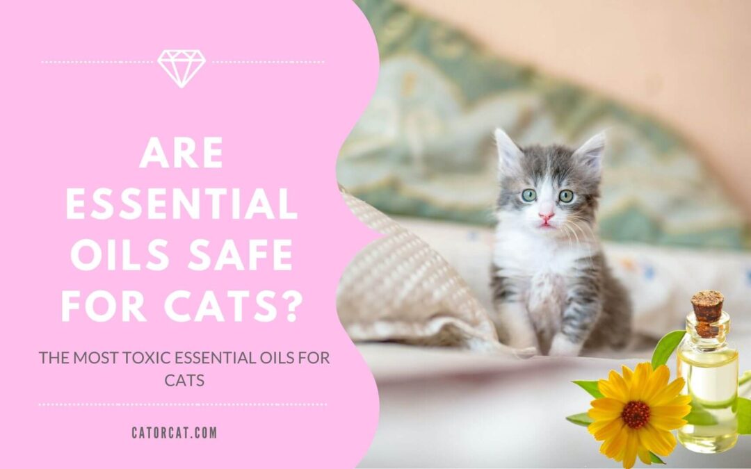 Are Essential Oils Safe for Cats?