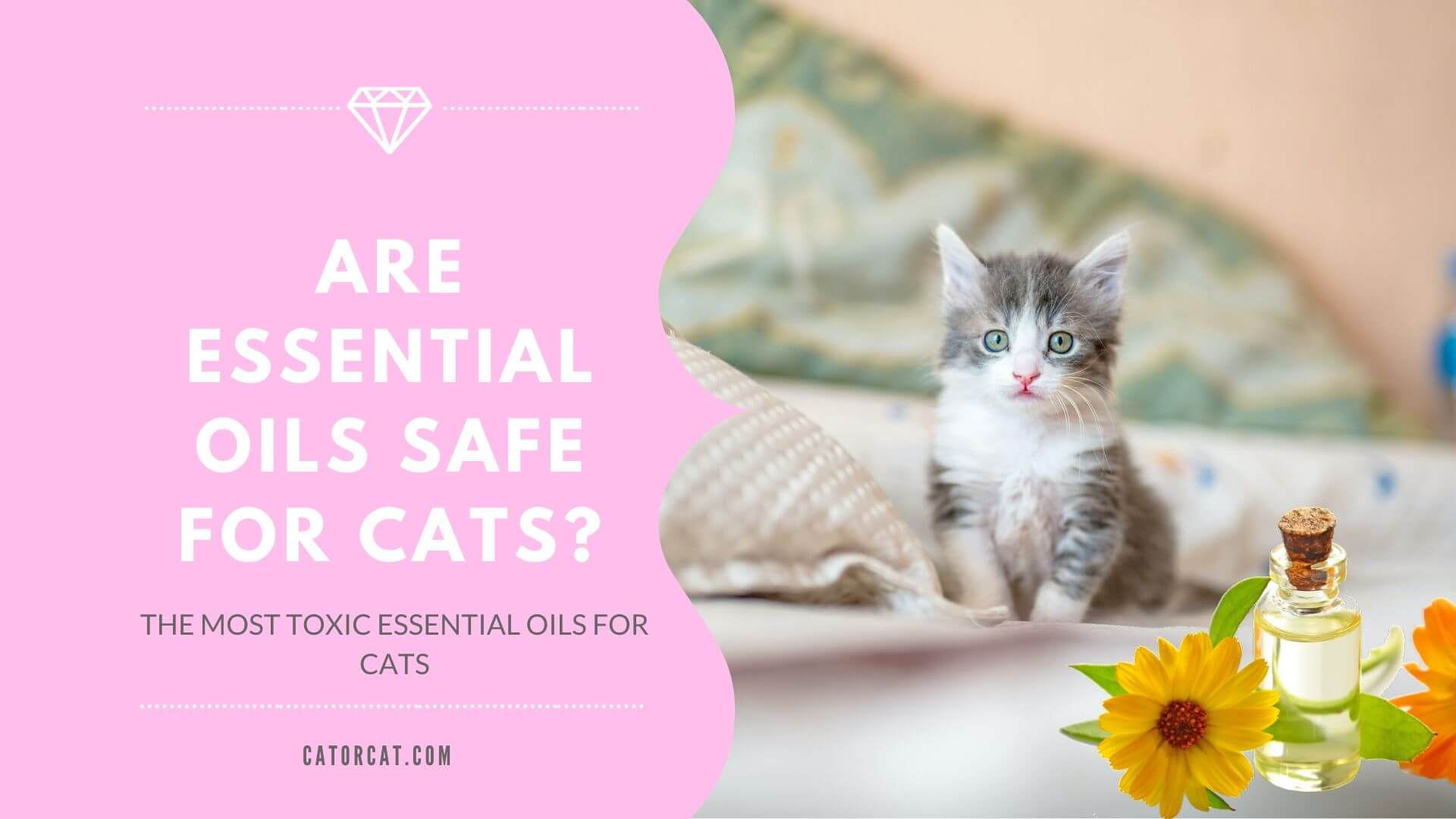 Essential Oils & Cats | Are They Safe? What You Need to Know...