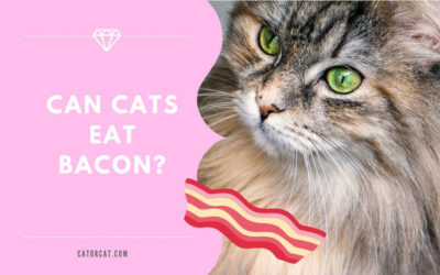 Can Cats Eat Bacon? Facts