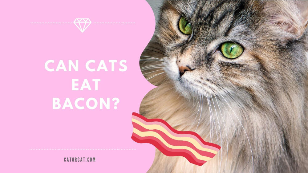 Can Cats Eat Bacon