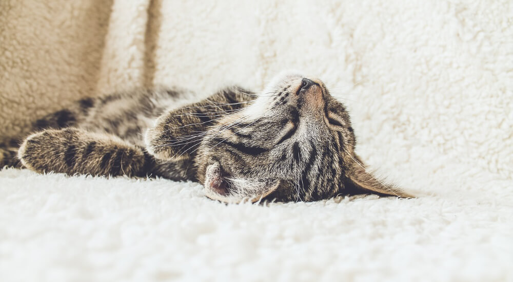 why do cats need so much sleep