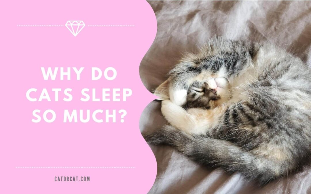 Why Do Cats Sleep So Much?