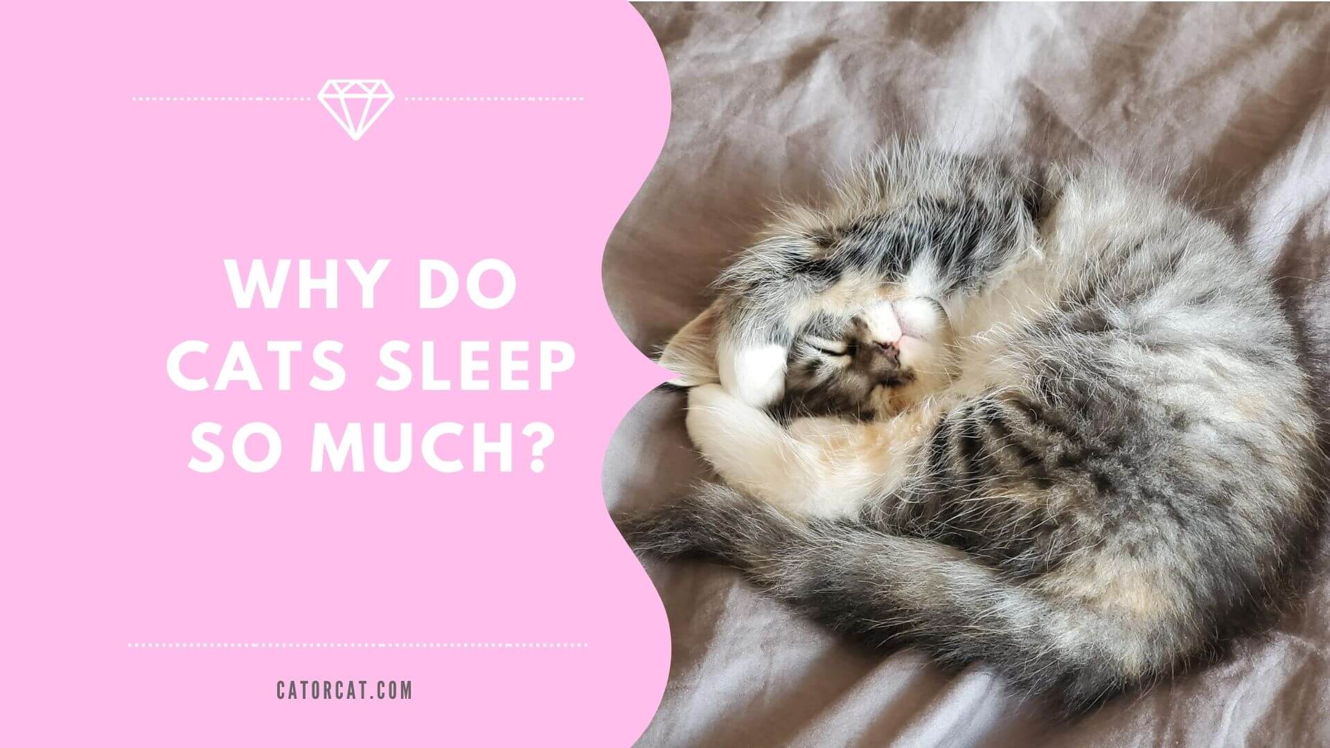 Why Do Cats Sleep So Much?