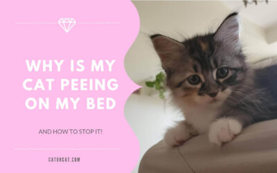 Why is My Cat Peeing On My Bed & How to STOP it!