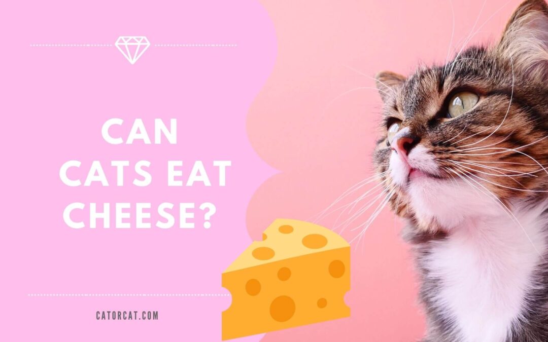 Can Cats Eat Cheese? A Full Guide