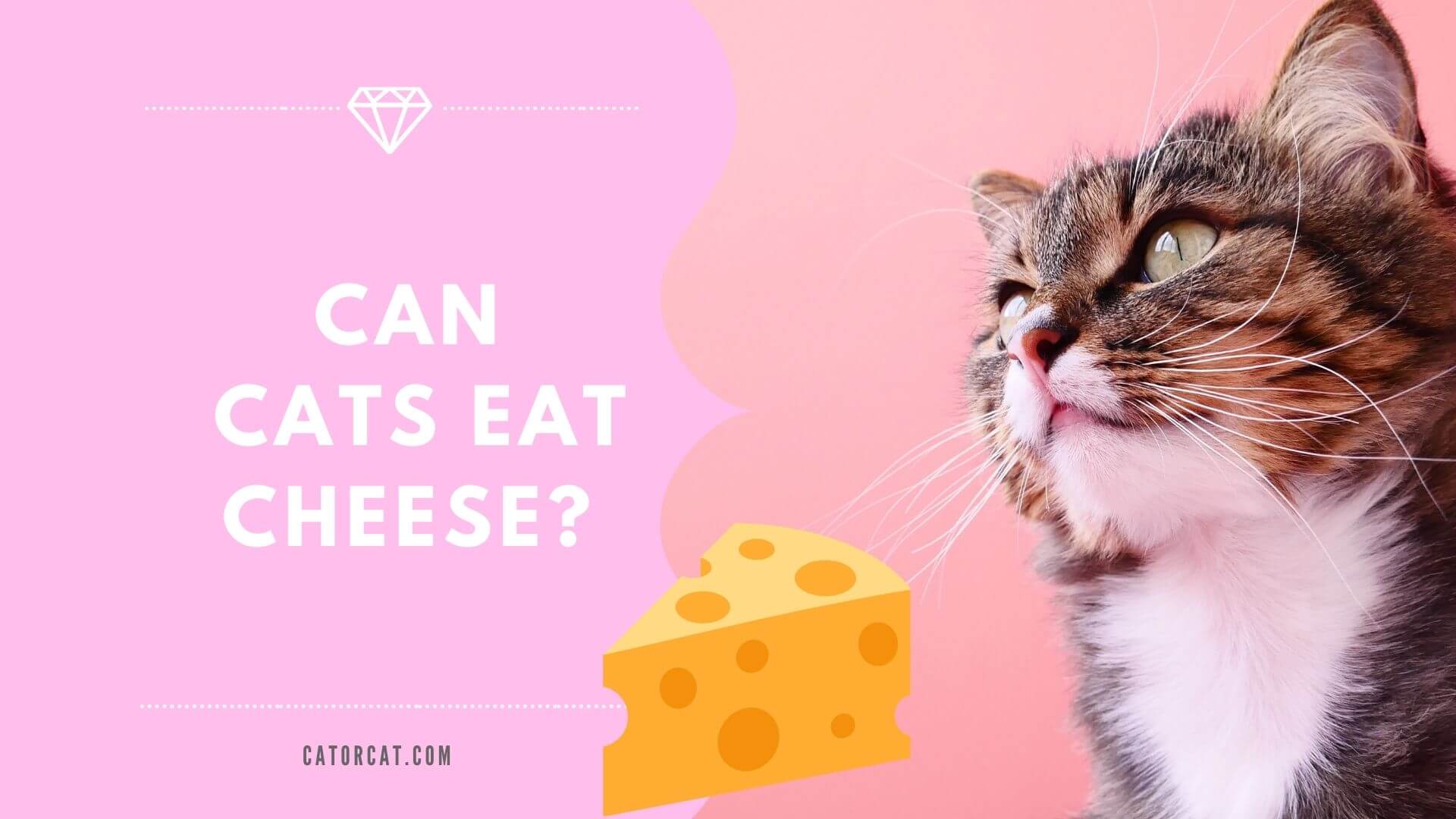 ¿Pueden los gatos comer queso?