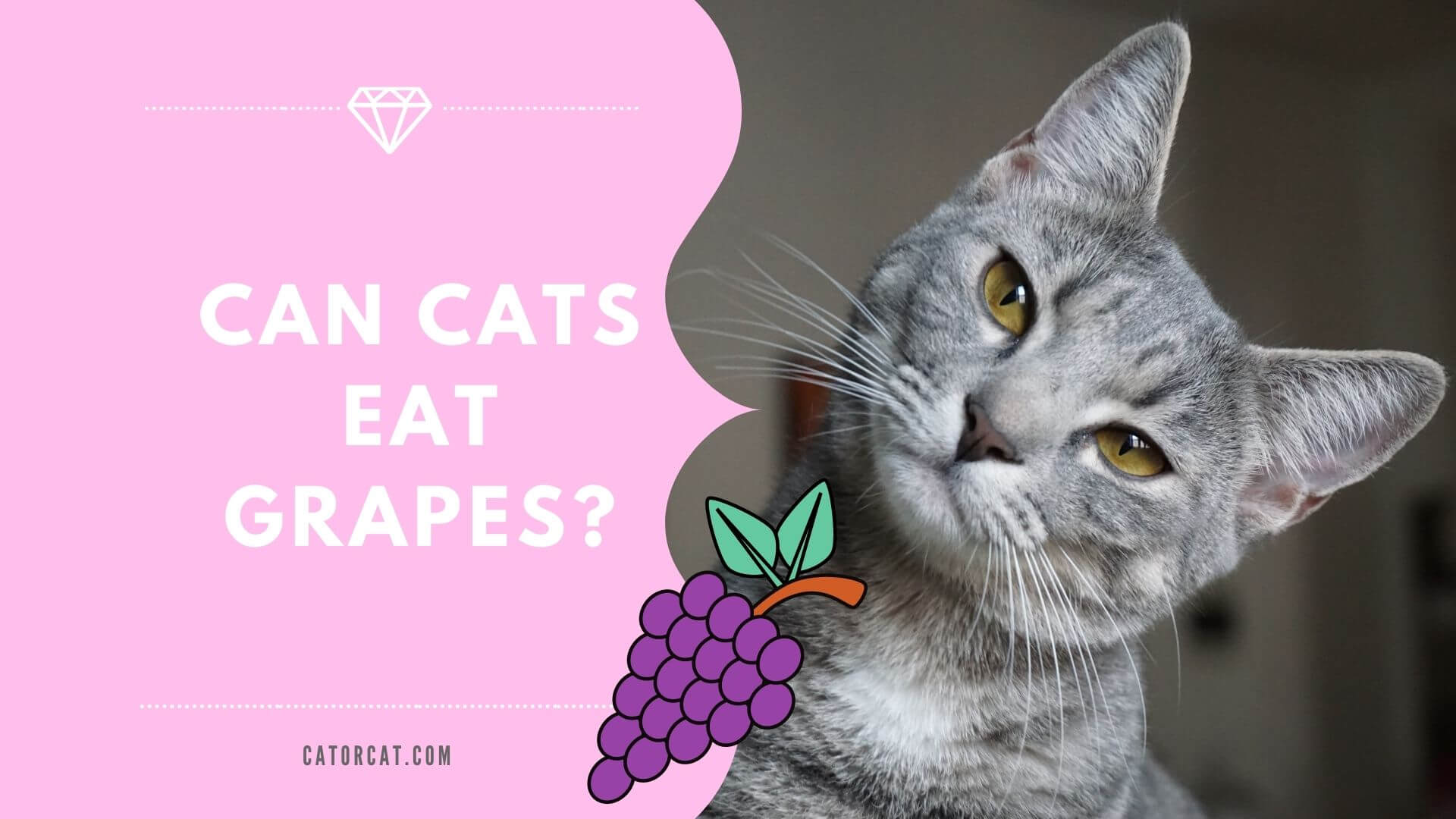 Can Cats Eat Grapes