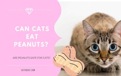 Can Cats Eat Peanuts? Are Peanuts Safe For Cats?