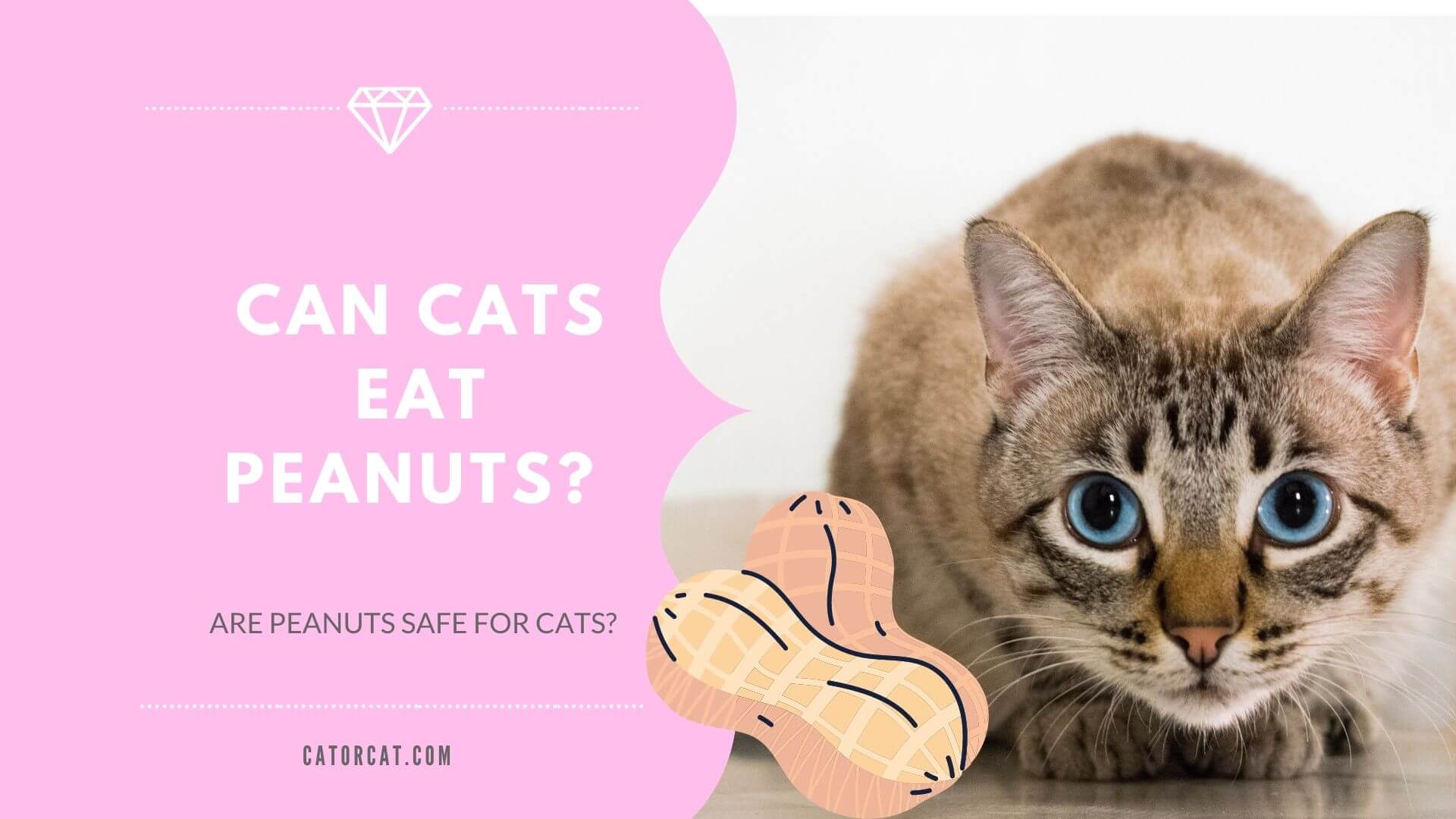 do cats like peanuts