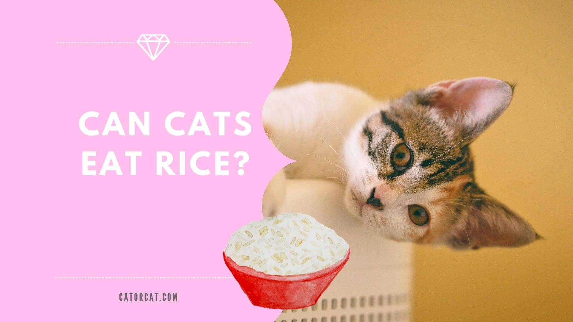 ¿Pueden los gatos comer arroz?  ¿Es seguro o no?