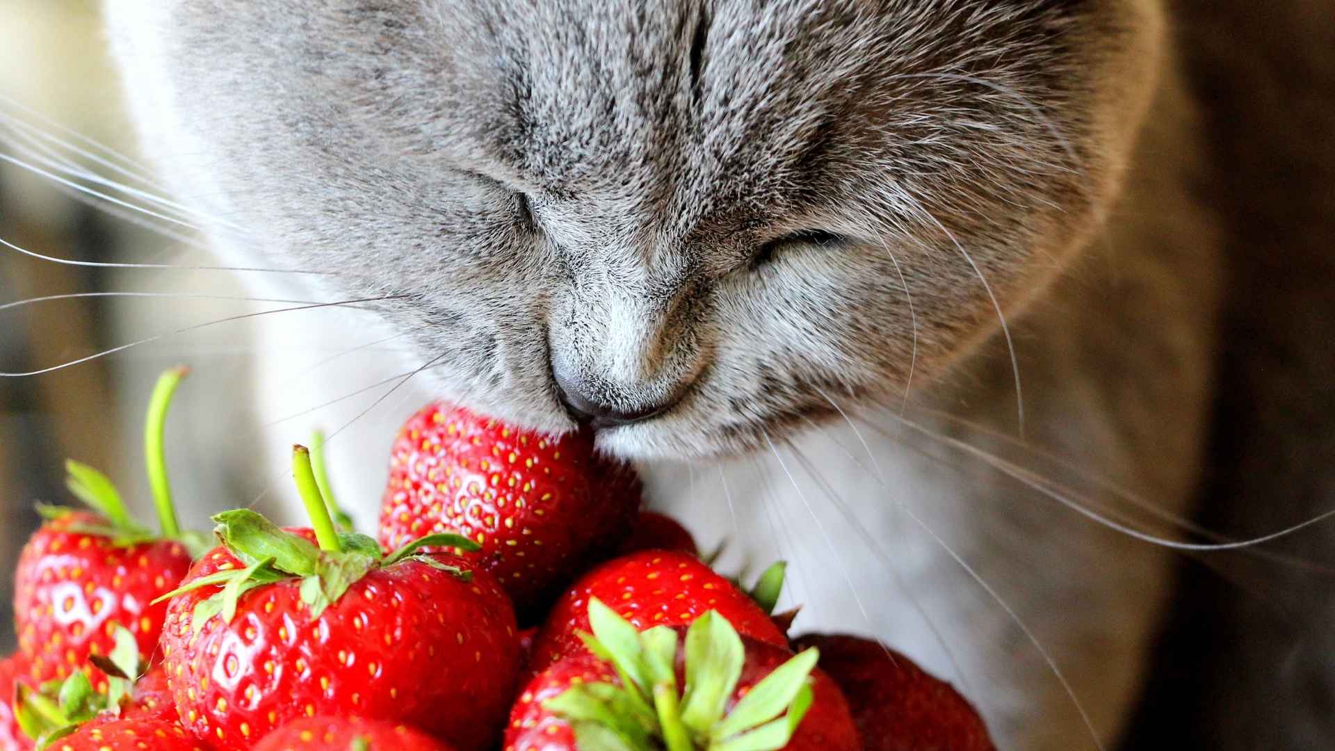 Can cats eat strawberries