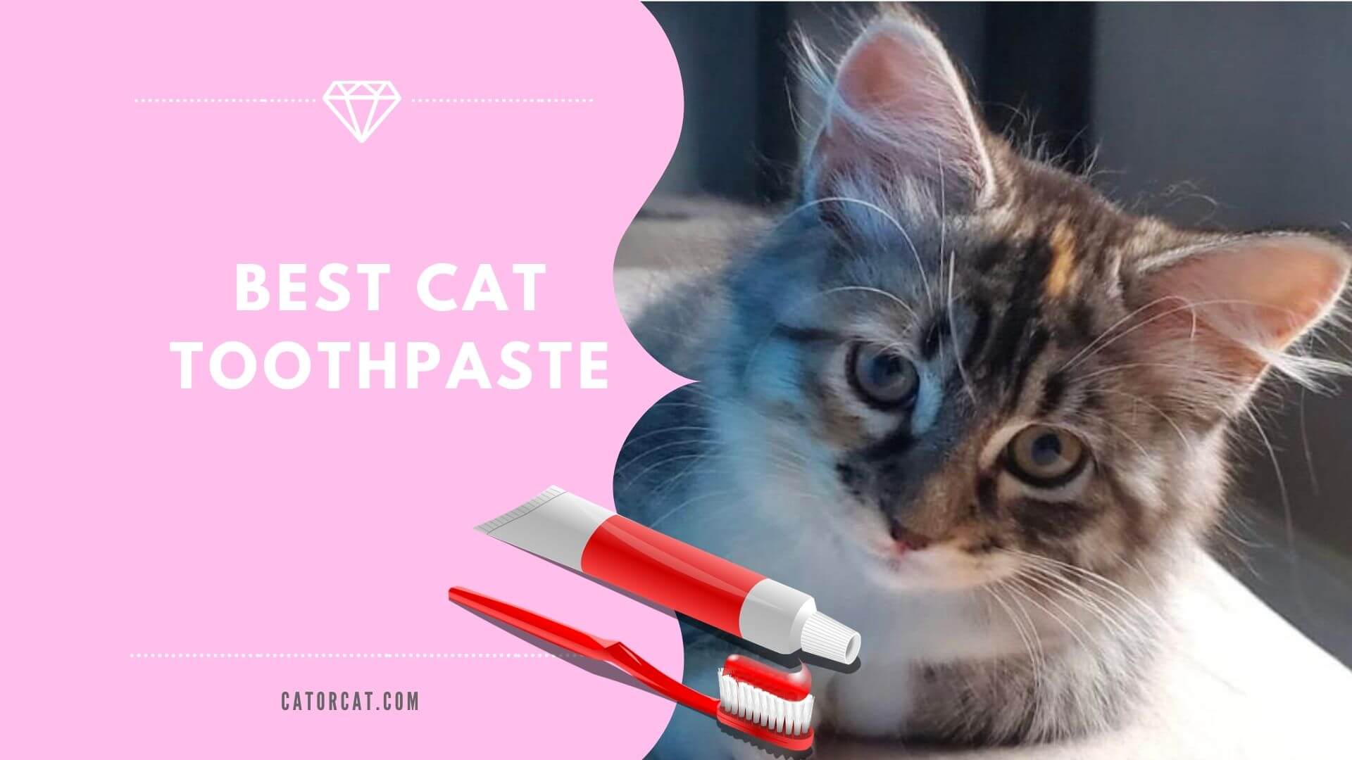 The Best Cat Toothpaste in 2021 5 Most Effective Reviews & Guide