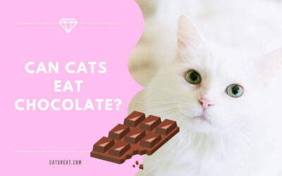 Can Cats Eat Chocolate? Is it Toxic…