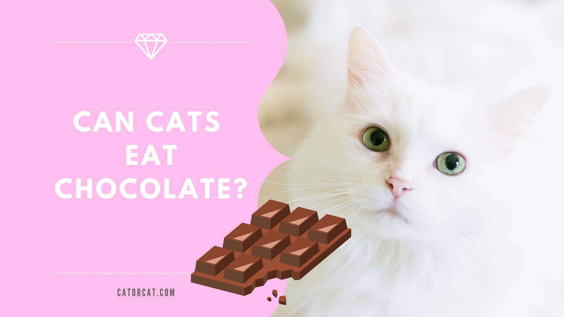 ¿Pueden los gatos comer chocolate?  ¿Es tóxico?