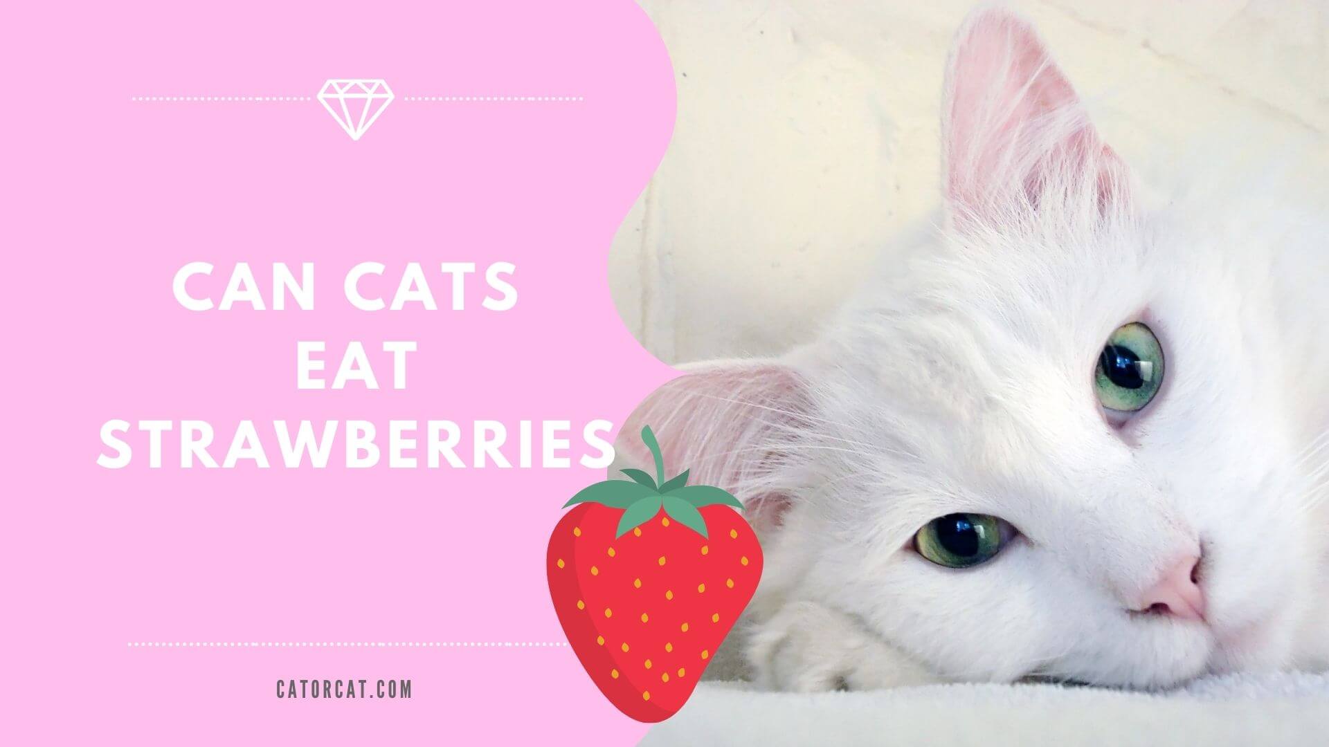 Are strawberries outlet okay for cats