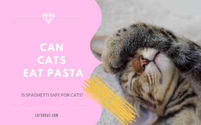 Can Cats Eat Pasta? Is Spaghetti Safe For Cats?