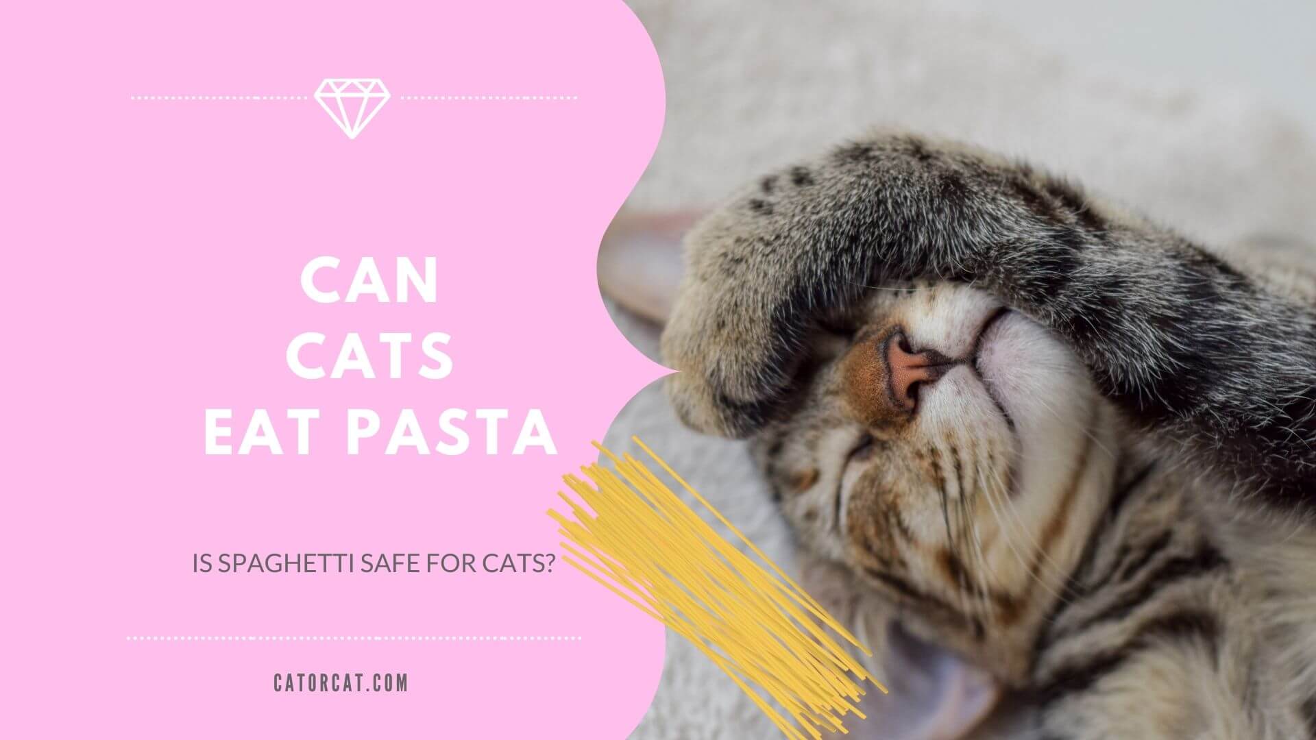 ¿El gato come espaguetis?  ¿Es la salsa de tomate segura para los gatitos?