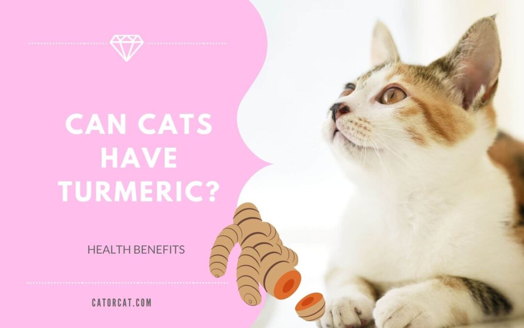 Can Cats Have Turmeric?