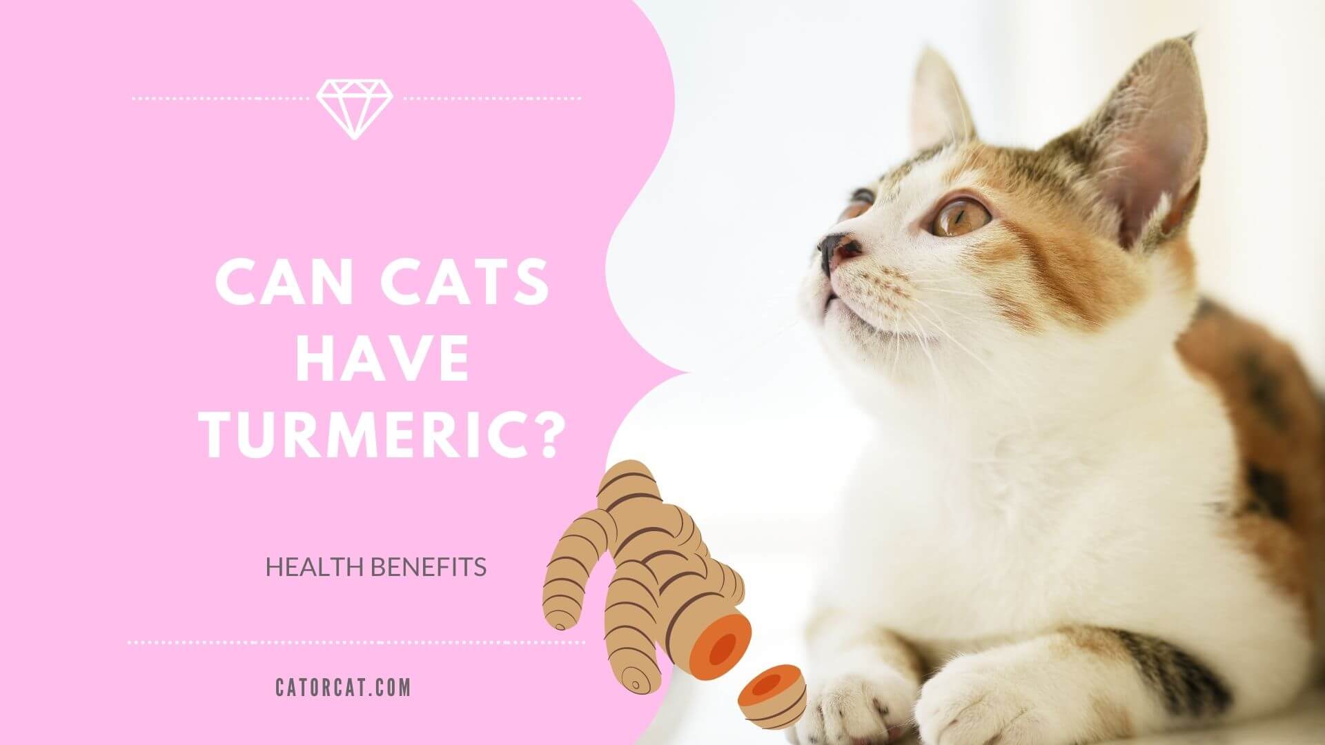 is turmeric safe for cats