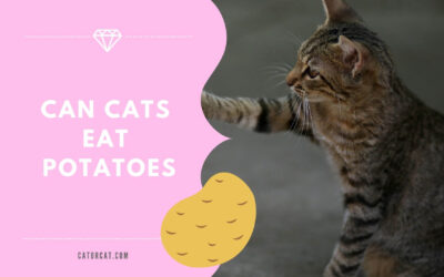 Can Cats Eat Potatoes? Are They Healthy And Safe?