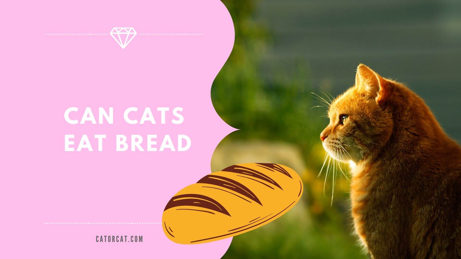 Should cats eat on sale bread